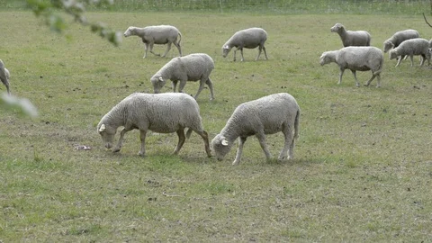 Sheeps in alpine pasture Stock Footage 109394613