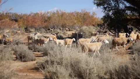 Sheeps and goats in the desert of Ain Chouater, Morocco Stock Footage 125236830