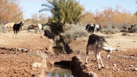 Sheeps and goats drinking from a stream in the desert of Ain Chouater, Morocco Stock Footage 125092275