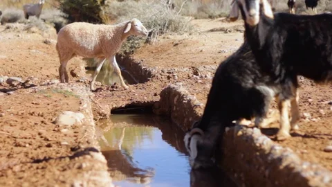 Sheeps and goats drinking from a stream in the desert of Ain Chouater, Morocco Stock Footage 125093073