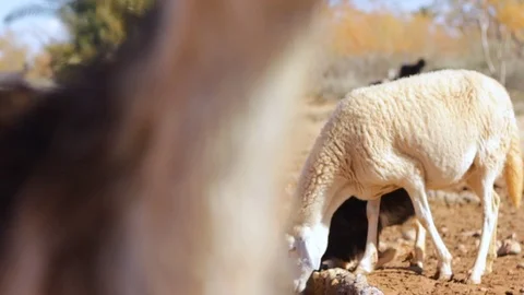 Sheeps and goats drinking from a stream in the desert of Ain Chouater, Morocco Stock Footage 125093210