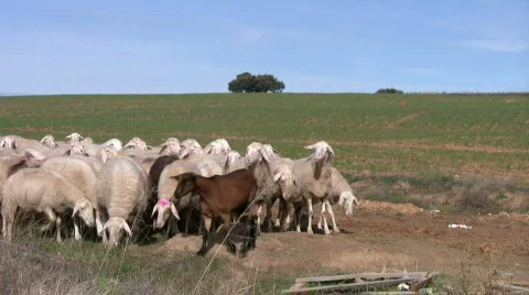 Sheeps and goats  Stock-Footage 280319