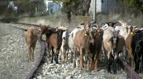 Sheeps and goats Video stock 280391