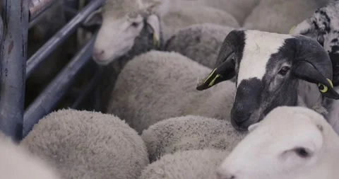 Sheeps and goats Stock Footage 311565931