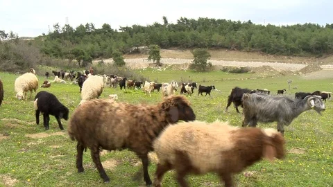 Sheeps and goats on grass Stock Footage 86880033