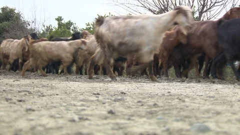 Sheeps and goats herd Stock Footage 86879908