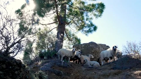 Sheeps and goats under the shadow of a tree, desertic area. Sun backlight 스톡 동영상 152446465