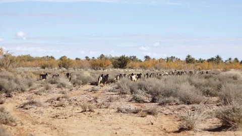 Sheeps and goats walking inside the desert bush of Ain Chouater, Morocco Stock Footage 125072117