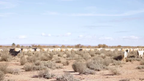 Sheeps and goats walking inside the desert bush Stock Footage 125072330