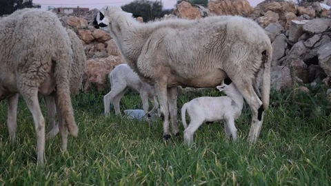 Sheeps and lamb Stock Footage 123957937