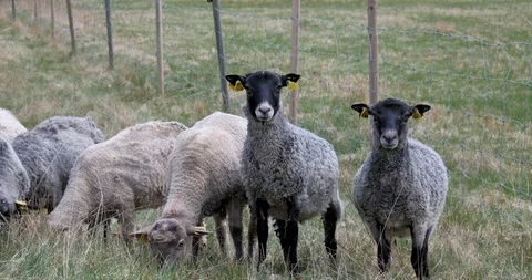 Sheeps and lambs with beautiful wool Stock Footage 129633788