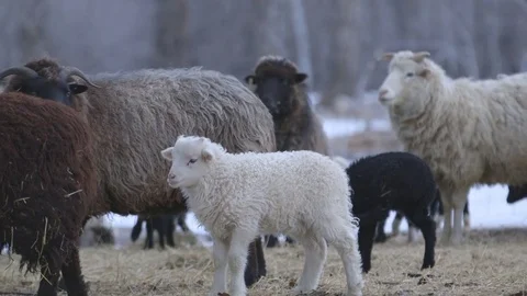 Sheep's and lambs in field on a winter day Stock Footage 83864271