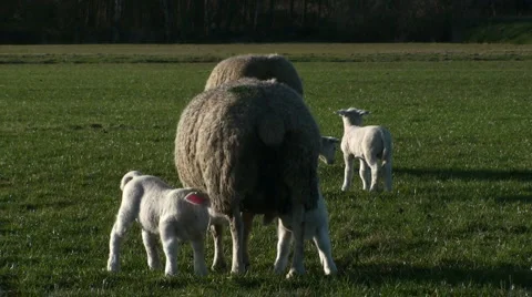 Sheeps and Lambs Stock Footage 2381034