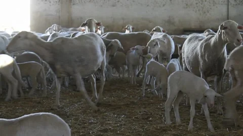 Sheeps and lambs Vidéo 7748241