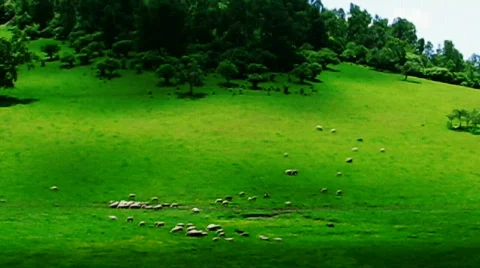 Sheeps and meadow Vídeos de archivo 790689
