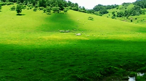 Sheeps and meadow Видео 793950