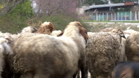 Sheeps and shepherd are walking, shot from back Stock Footage 86879257