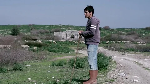 Sheeps and the shepherd at nature Stock Footage 103872829