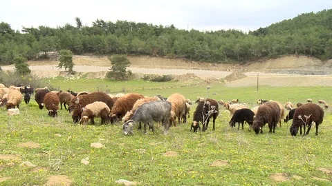 Sheeps Are Grazing Stock Footage 86293228