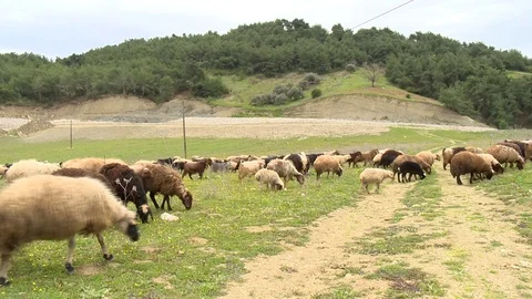 Sheeps are grazing Stock Footage 86879949