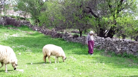 Sheeps are grazing on grass at spring Stock Footage 104335140