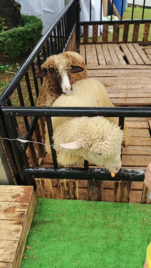 Sheeps are having snacks Stock Footage 286919141