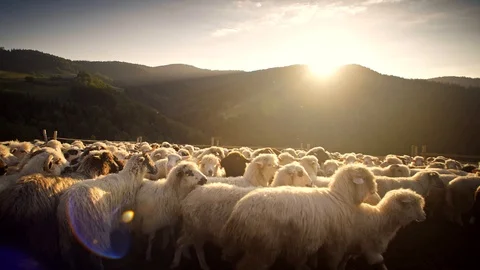 The sheeps are returning from the pasture at sunset. 4k HDR H264 Stock Footage 85571824
