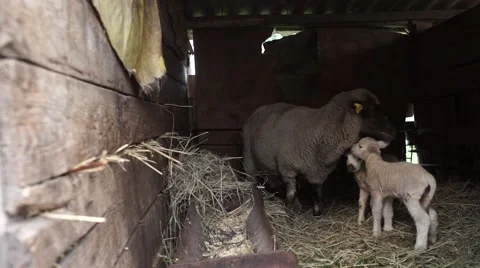 Sheeps in the barn Stock Footage 53809925