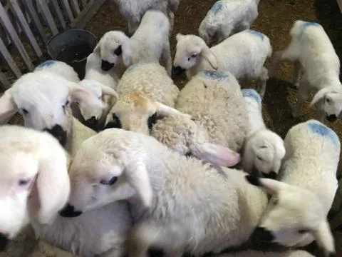 Sheeps in the barn Stock Photos