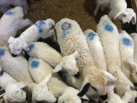Sheeps in the barn Stock Photos