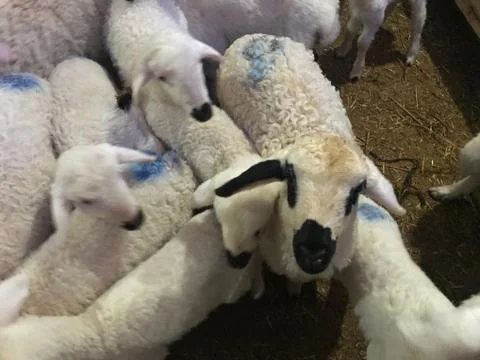 Sheeps in the barn Stock Photos