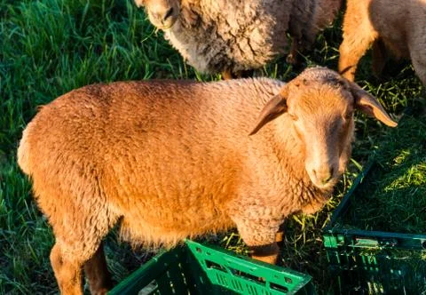 Sheeps being fed Stock Photos