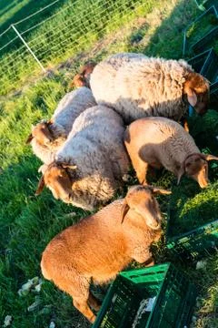 Sheeps being fed Stock Photos
