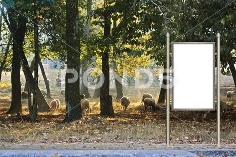 Sheeps Billboard PSD Template