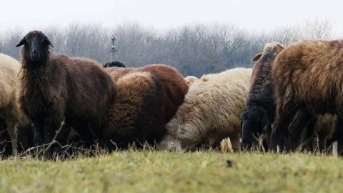 Sheeps . Breeding Lambs on the Farm . Sheep Grazing in a Meadow 5 Stock Footage 71409663