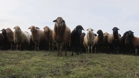 Sheeps . Breeding Lambs on the Farm . Sheep Grazing in a Meadow Stock Footage 71414925