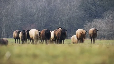 Sheeps . Breeding Lambs on the Farm . Sheep Grazing in a Meadow . Slider Stock Footage 71415087
