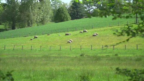 Sheeps in countryside 動画素材 242838905