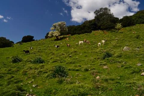 Sheeps in the countryside Stock Photos