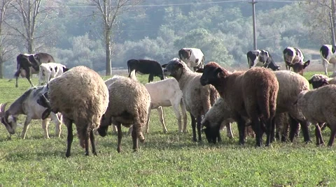 Sheeps with cows in background Stock Footage 42362392