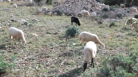 Sheeps croatia country side peace Stock Footage