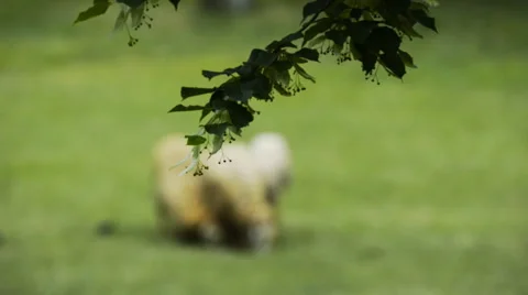 Sheeps, crow, raven Stock Footage 62403737