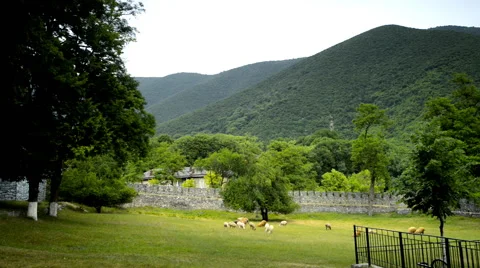 Sheeps, crow, raven Stockbeeldmateriaal 62403747