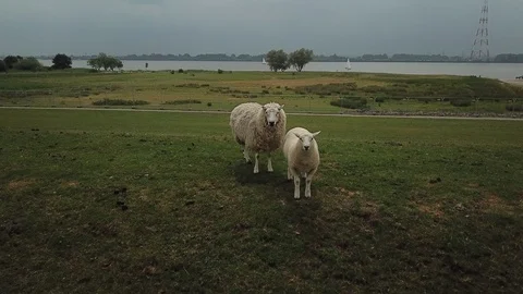 Sheeps on the dike Stock Footage 90538177