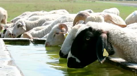Sheeps drink water on the meadow Stock Footage 12565298