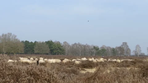 Sheeps on the Dutch heath Stock Footage 48002461