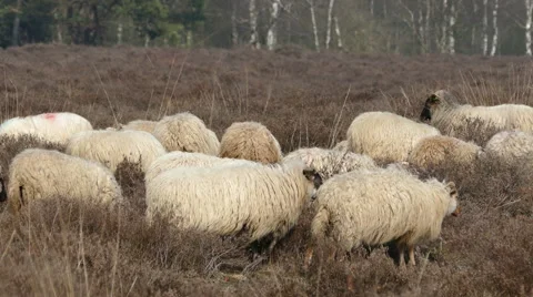 Sheeps on the Dutch heath Stock Footage 48002545