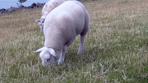 Sheeps eating on the dike Video stock 82902611