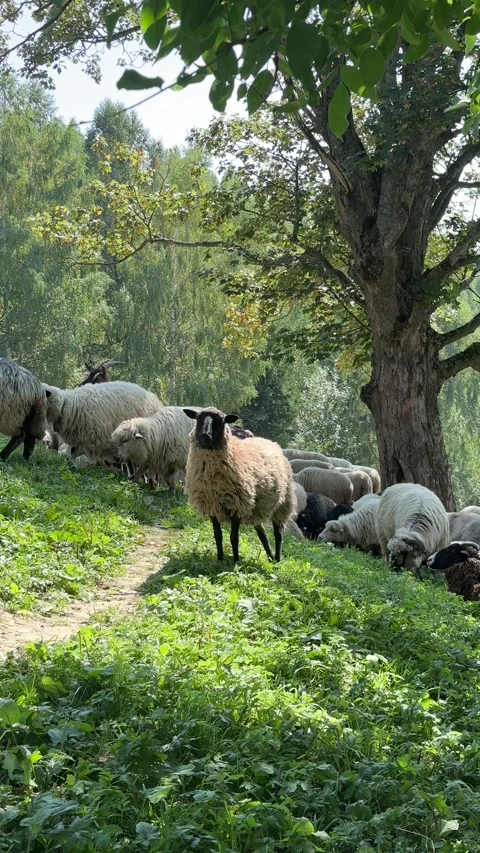 Sheeps eating at the fields Stock-Footage 316525126