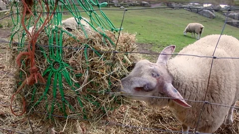 Sheeps eating Video stock 114967668